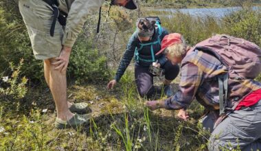 Far North briefs: Biodiversity detectives report, new look isite for Ōpononi, kauri award