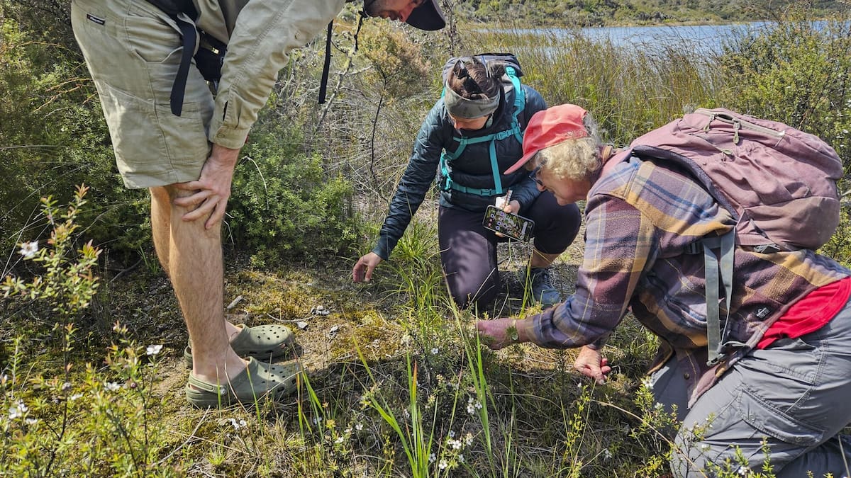 Far North briefs: Biodiversity detectives report, new look isite for Ōpononi, kauri award