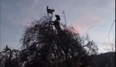Animal welfare groups launch legal action over North Canterbury cat hunt