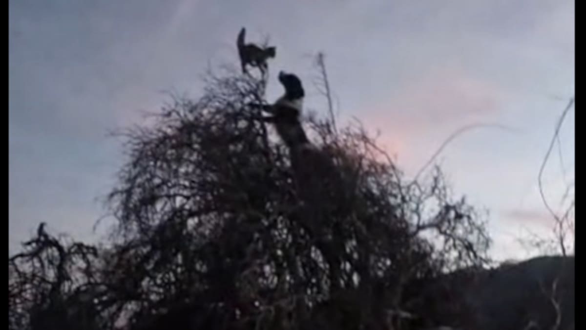 Animal welfare groups launch legal action over North Canterbury cat hunt