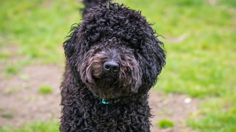 A black labradoodle stands in a green field (File image).