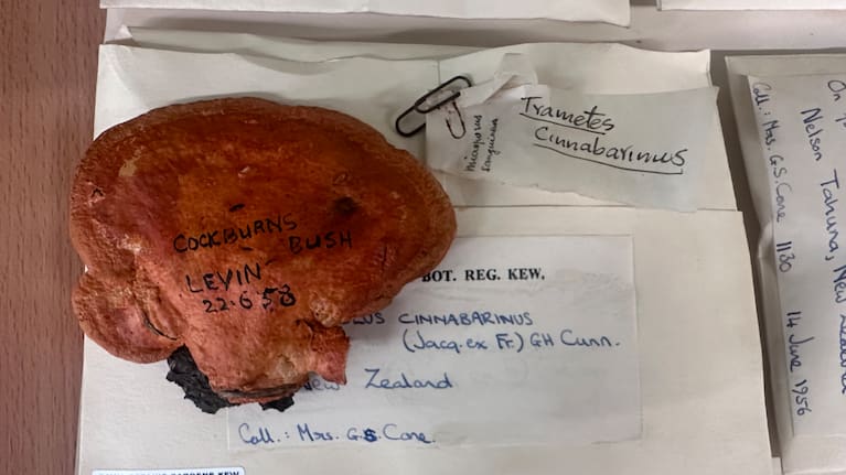 A bracket fungus from Levin that Stevenson took to Kew Gardens in London. 