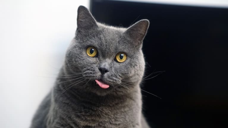 A British short hair cat. (File image).