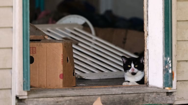 A cat looks out from a side door opening of a home where authorities say they removed 16 children and arrested four adults in Hamden, Ohio, Wednesday, July 1, 2026.