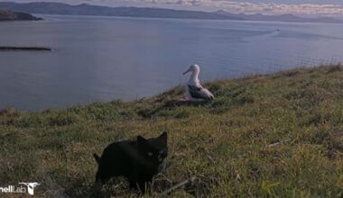 'Most likely' feral cat sighted near albatross nest