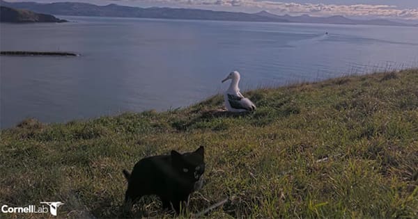 'Most likely' feral cat sighted near albatross nest