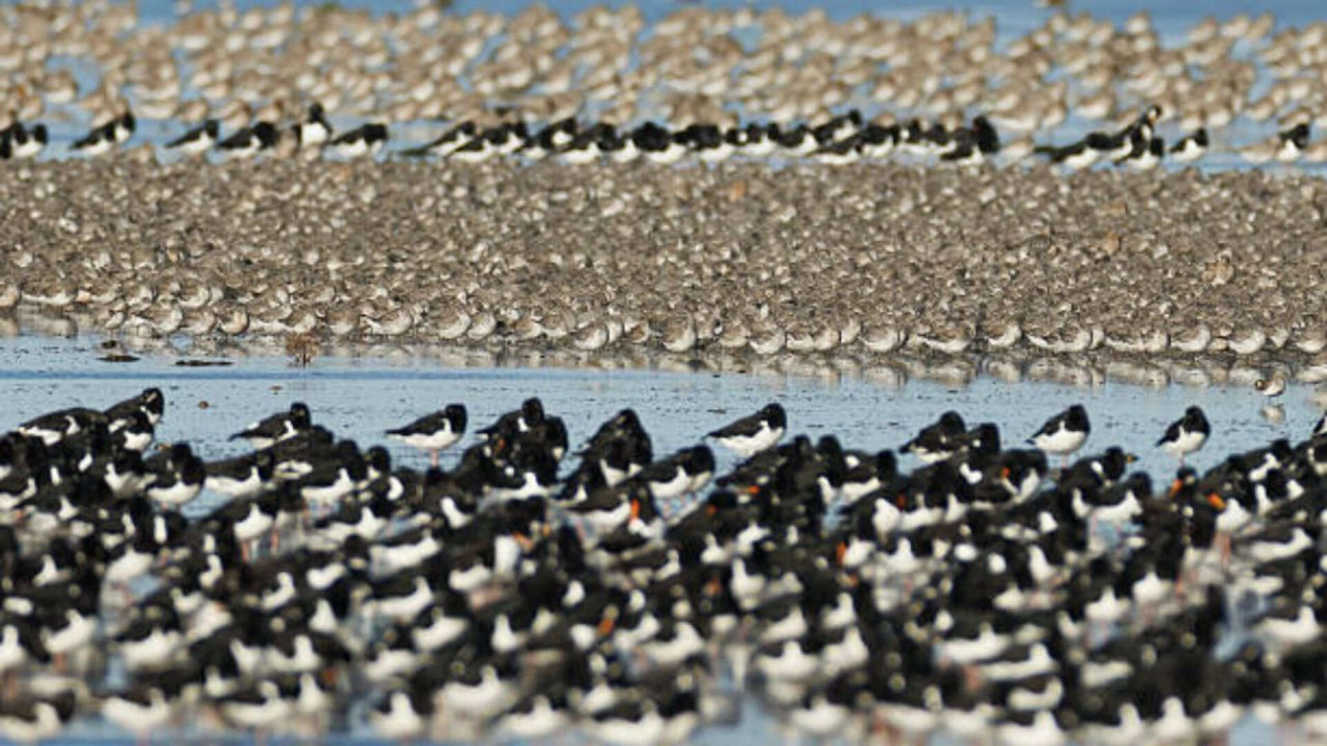 Despite their own resilience and conservation efforts by humans, the threats to American oystercatchers remain. A fight for the future<br><br>