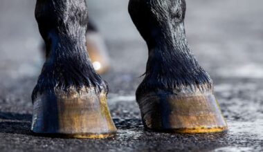 Serious injuries after vehicle and horse collide in Canterbury