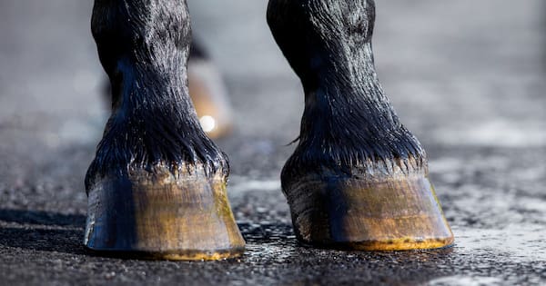Serious injuries after vehicle and horse collide in Canterbury