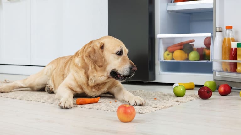 Labradors and golden retrievers love to eat things they aren't allowed.