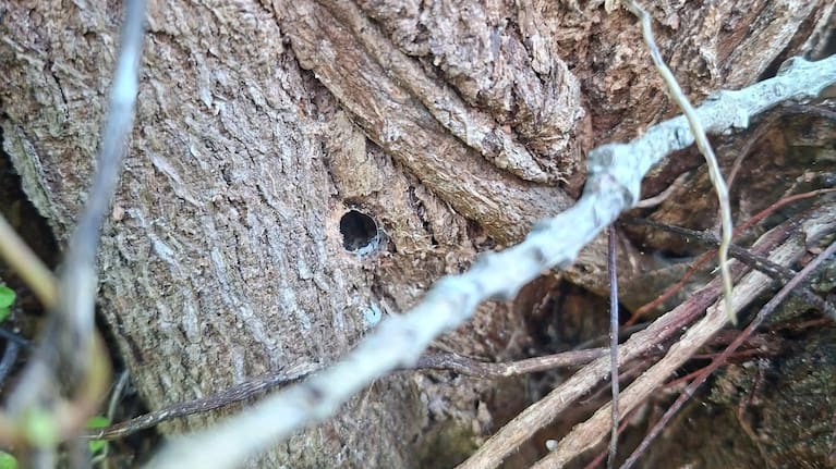 A hole drilled and filled around the base of a pōhutukawa tree. (Source: DOC)