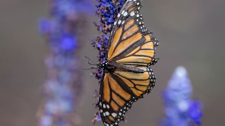 A monarch butterfly lands on a flower, Sept. 6, 2025, in Washington.