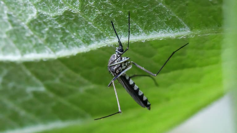 A mosquito (Aedes aegypti) lands on a persimmon tree leaf in a garden in Sangju, South Korea, on June 24, 2026.