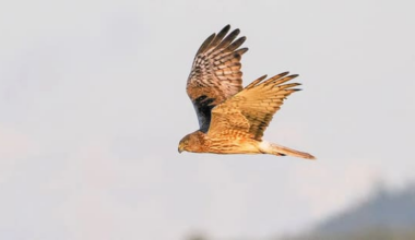 Second bird flu case confirmed in native hawk, Govt steps up response