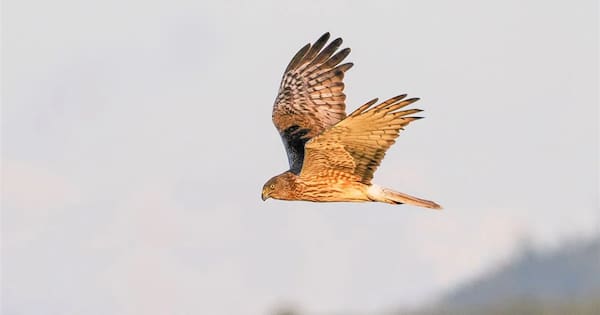 Second bird flu case confirmed in native hawk, Govt steps up response