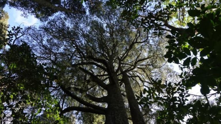 A pair of kahikatea are silhouetted against the sky.