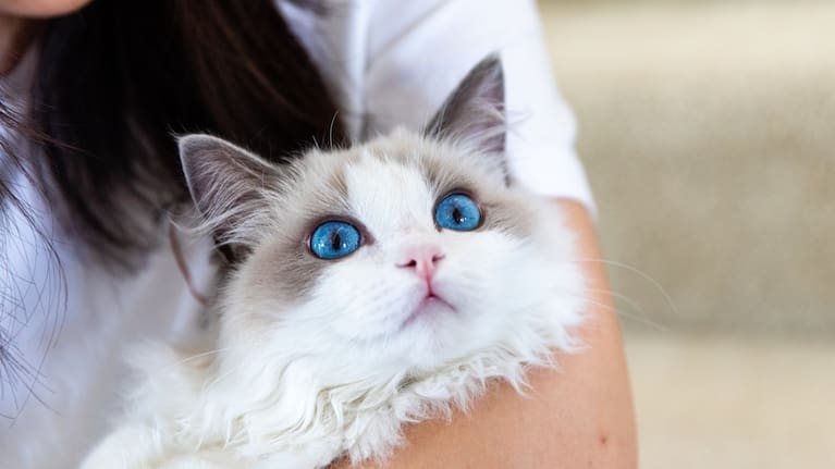 A Ragdoll cat (file image).