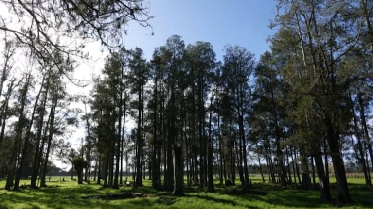 A smaller stand of kahikatea next to the existing State Highway 1.