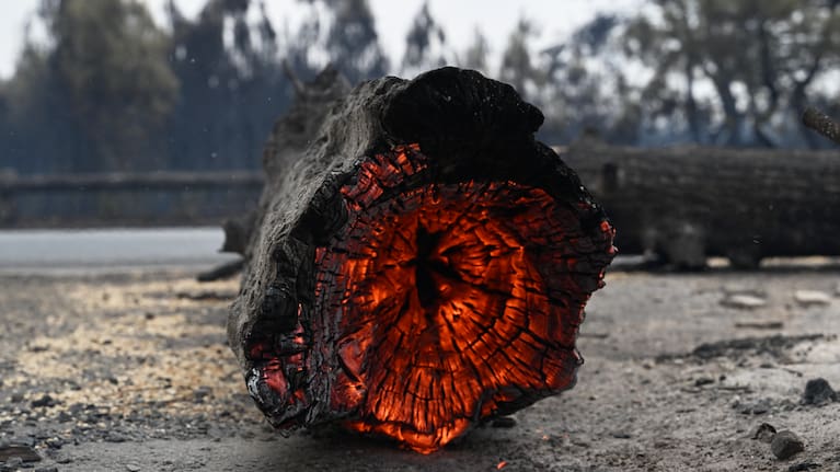 A tree trunk burns in Lanton, in the Lege-Cap-Ferret region, southwestern France, Saturday, July 25, 2026.
