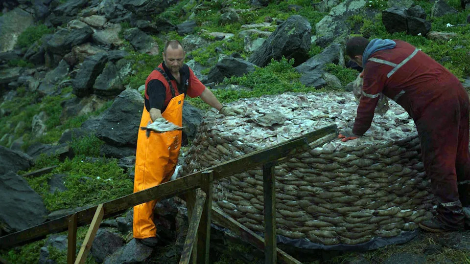 Two hunters stand on rocky terrain picking dead gannets off of a large basket