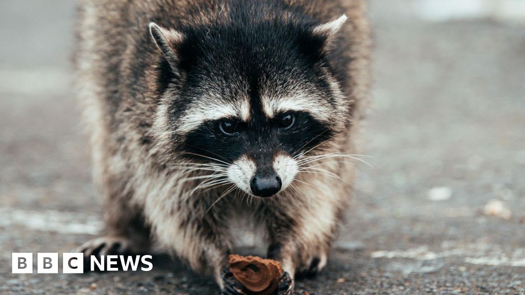 Why Jimothy the raccoon has become a mega meme online - BBC