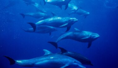 Bottle-nosed dolphins(Tursiops truncatus),in El Placer de la Guaira,Venezuela,Caribbean Sea.