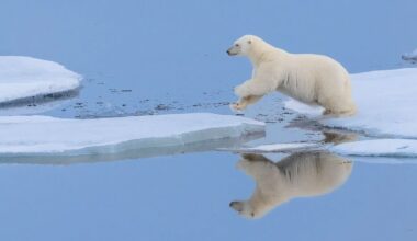 This gorgeous photo of a polar bear bounding across the ice offers a masterclass in deciding whether to shoot in color or black-and-white