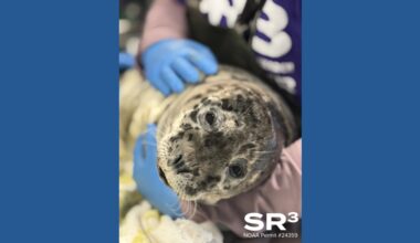 Seal pup euthanized after bullet fragments found in brain