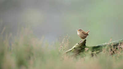Researchers used AI to study more than 116,000 birdsong recordings from over 3,000 species and discovered that despite their huge variety, birdsongs across the world are built from only eight basic acoustic building blocks