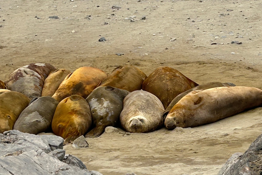 Group of elephant seals