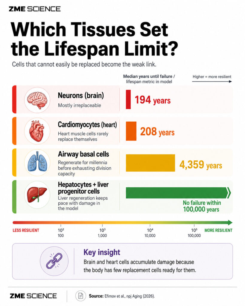 Infographic showing how long various cells and organ systems could operate until failure due to mutations.