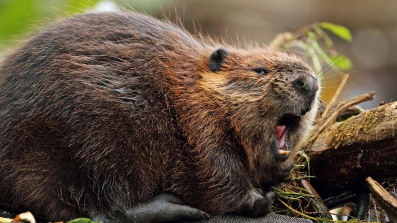 PC: NHM After 400 years, beavers return to restore Britain’s wetlands