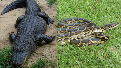 A Florida alligator has been filmed eating an invasive Burmese python in the Everglades, a rare glimpse of a native predator turning the tables