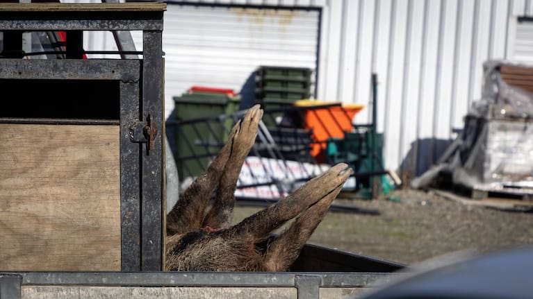 Almost foreshadowing the impounded pig’s future, a dead pig sits in the back of a ute at the Dannevirke pound during Donald’s auction. (Source: Adele Rycroft / Manawatū Standard)