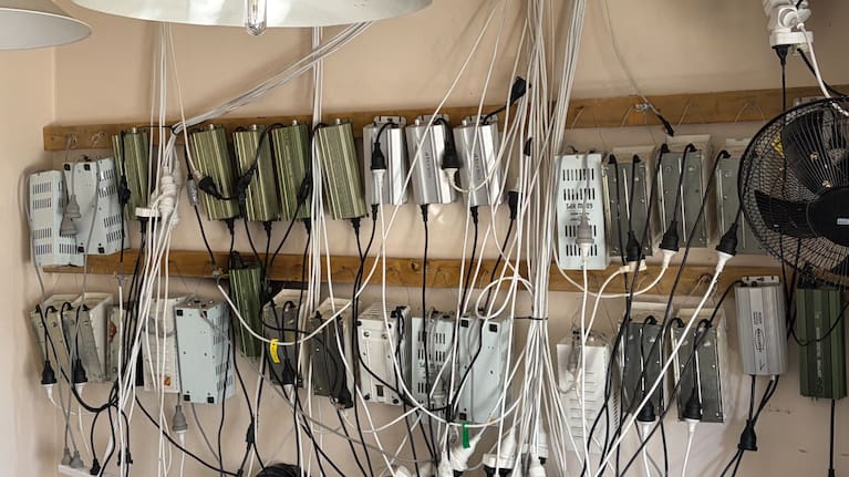 Alongside cannabis, tens of thousands of dollars of cash were seized, along with cannabis growing equipment.