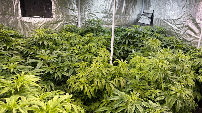 Alongside cannabis, tens of thousands of dollars of cash were seized, along with cannabis growing equipment.
