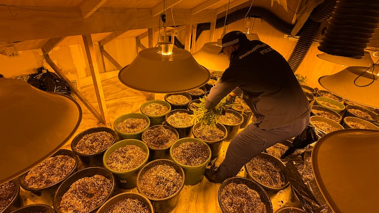 Officer removing plants from a grow room.