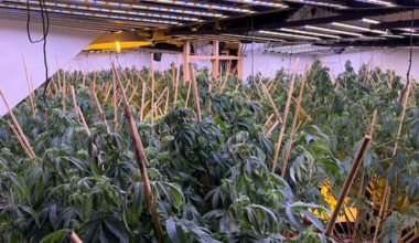 Sixteen arrests after 14 cannabis grow houses busted: 'Packed to the brim'