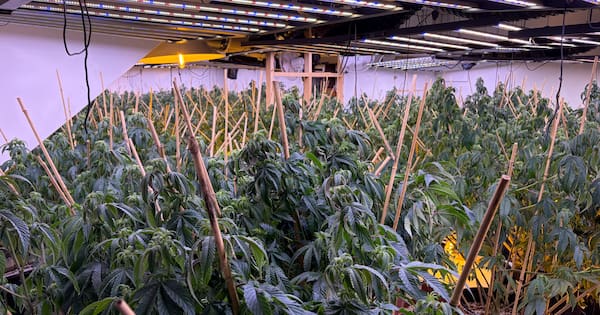 Sixteen arrests after 14 cannabis grow houses busted: 'Packed to the brim'
