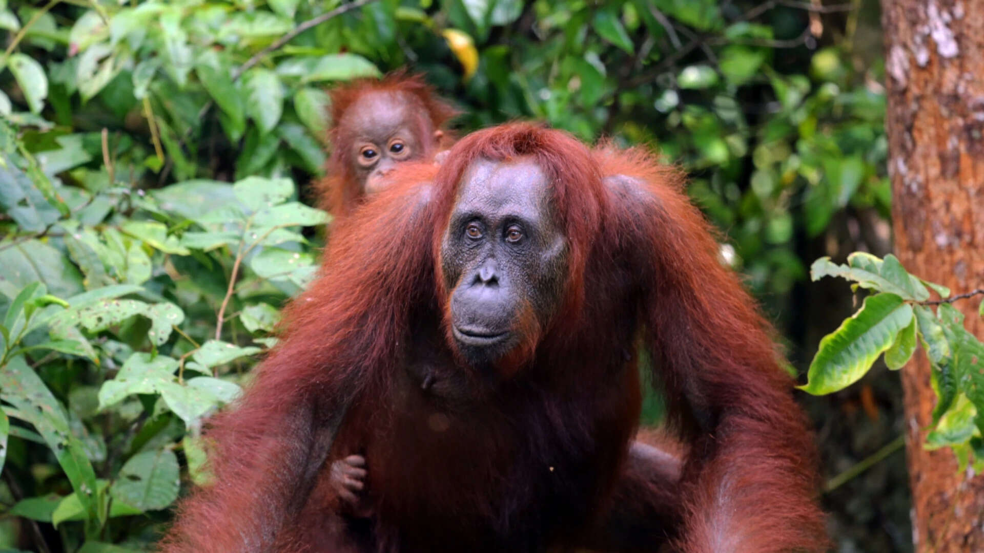 An orangutan (Pongo pygmaeus) with her baby on her back in the rainforest