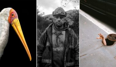 A white bird with a long yellow beak, a dirty miner in work gear, and a hand reaching out of a manhole on a city street.