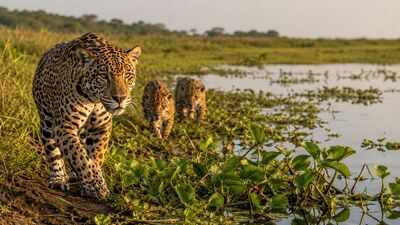 Argentina lost jaguars from its Iberá wetlands nearly 70 years ago, but conservationists have now brought the country's largest wild cat back through an ambitious rewilding project
