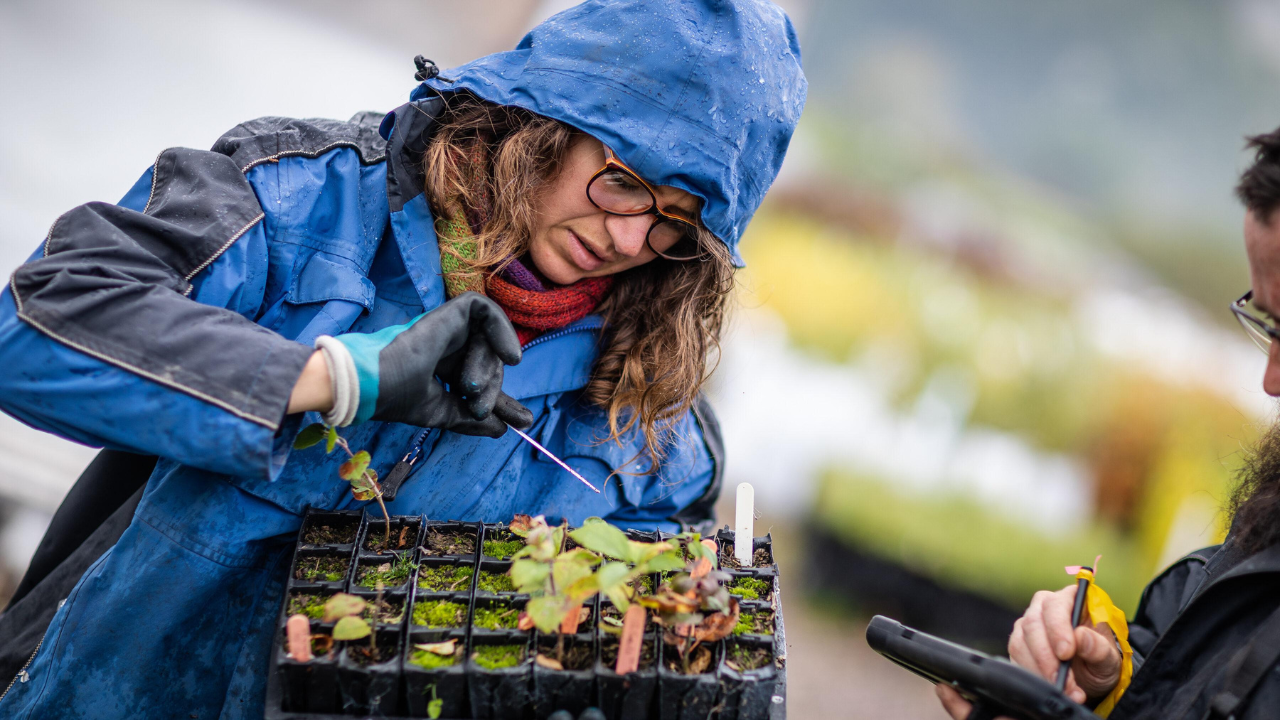 Around 100 volunteers collected 11 million seeds by hand across Scotland; nearly 8 million native trees are now being grown to rebuild its disappearing Atlantic rainforest