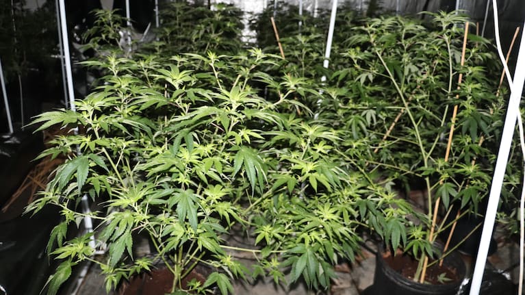 Around 360 cannabis plants were found inside the warehouse under 15 tents. (Source: NZ Police)