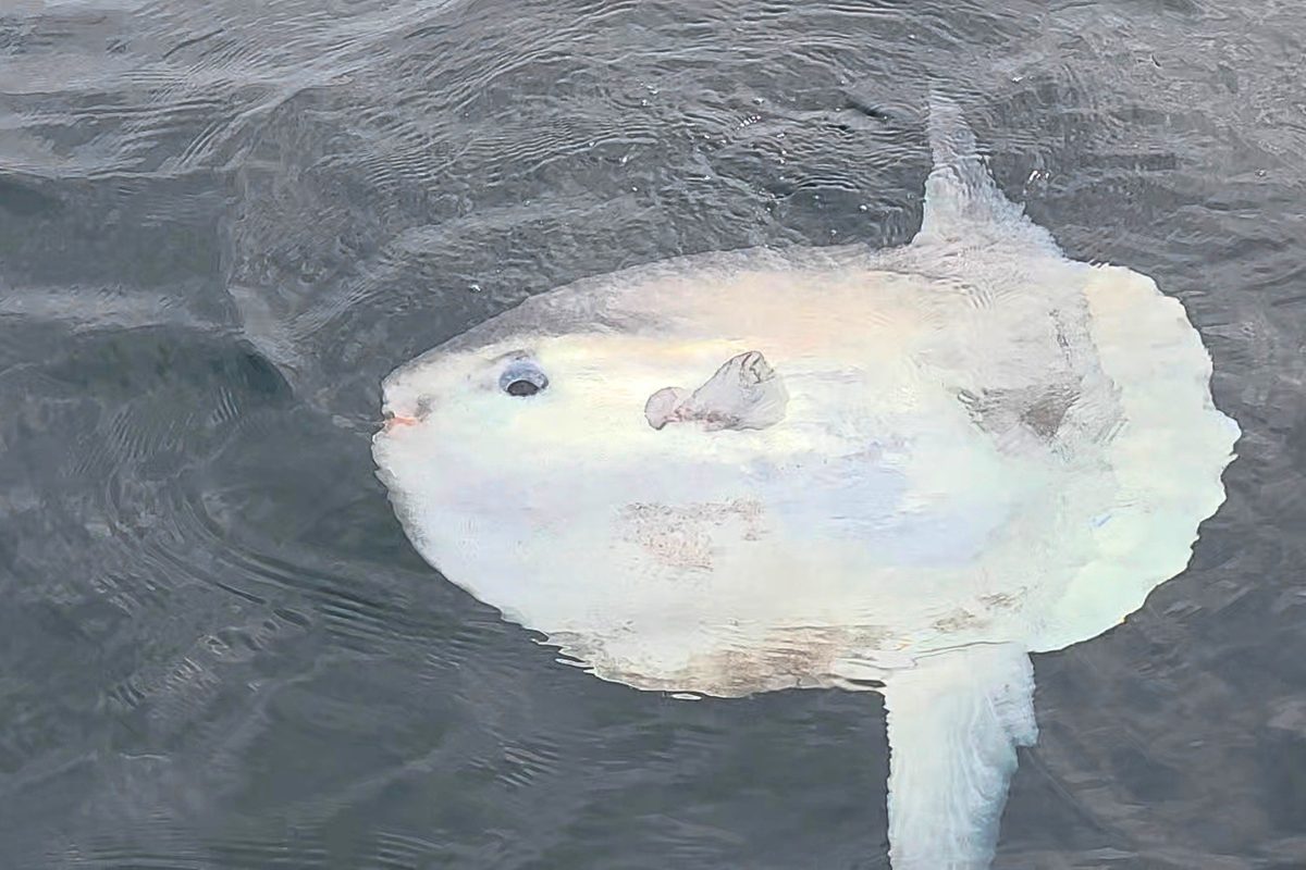 Sunfish seen off Brighton