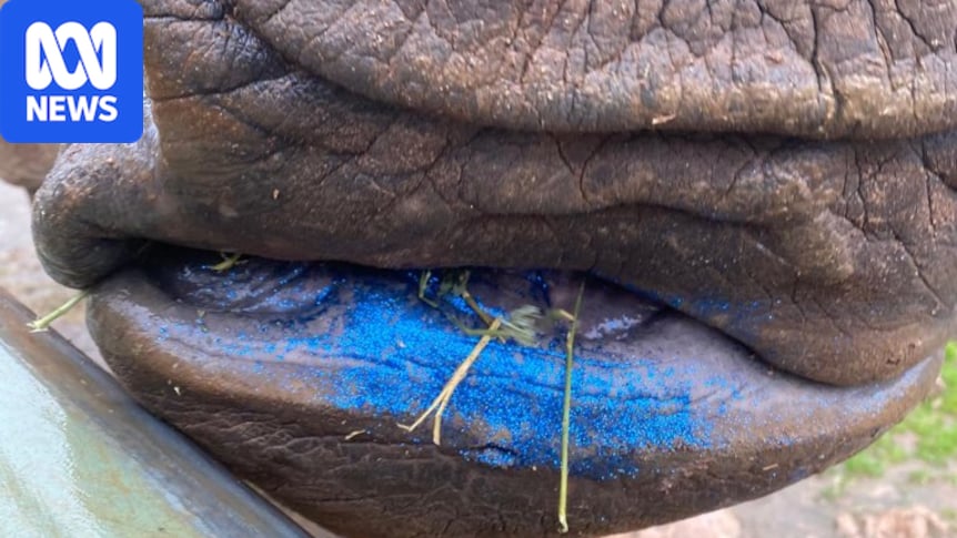 Glittery poo unlocks fertility clues in rhinos at Monarto Safari Park