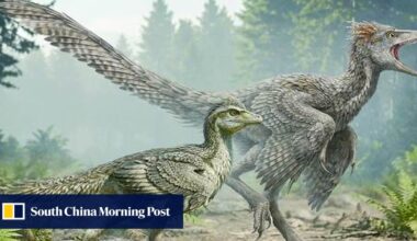 Chinese fossil find shows birds shed their dinosaur tails step by step