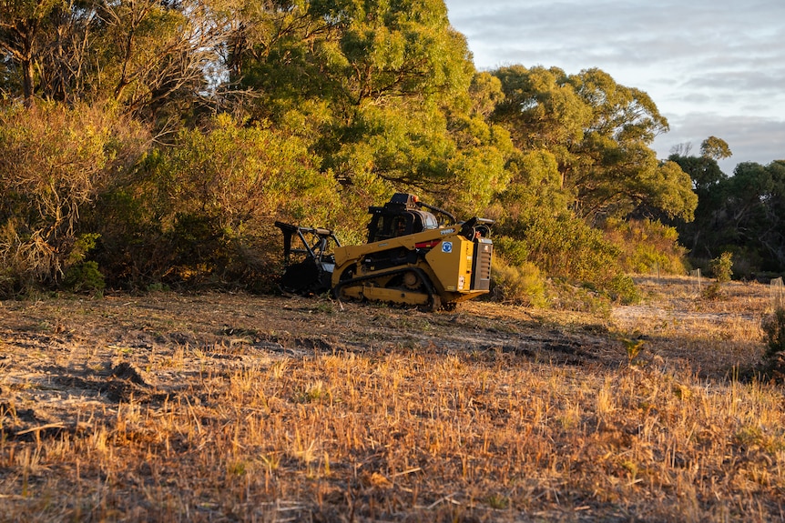 A machine operates at sunset, working to cut down trees.