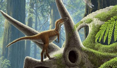 Baby T-Rexes Were Cat-Sized and Already Ready to Hunt