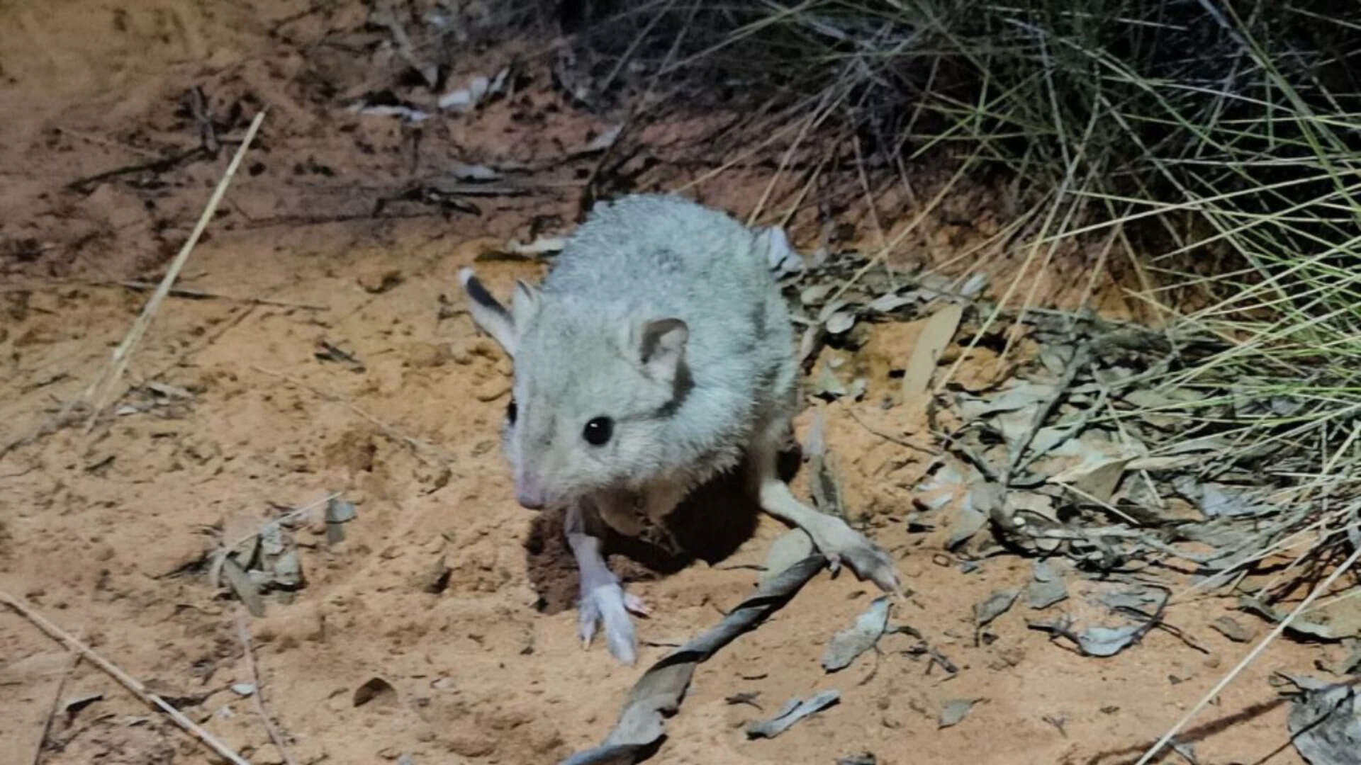 Following the successful removal of livestock and feral cats, the island is now in recovery, with scientists introducing boodies and woylies Back to base